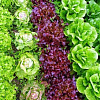 Полезная зелень: как вырастить салат летом